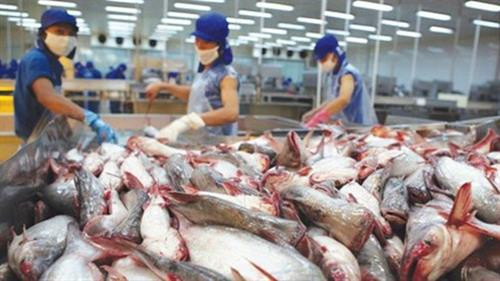 今年前7个月,越南查鱼对美国出口额仅达1.562亿美元,同比下降30%。图自因特网 今年前7个月,越南查鱼对美国出口额仅达1.562亿美元,同比下降30%。图自因特网