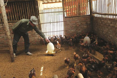 凭借生物安全养鸡模式致富的陈文勇 ảnh 4