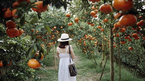 游客在来头县红橘子果园拍摄。图自因特网 游客在来头县红橘子果园拍摄。图自因特网