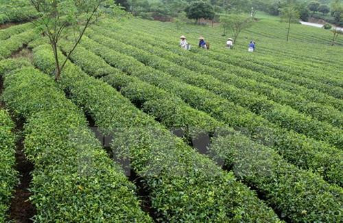 富寿省努力发挥茶树的生产潜力。（图片来源：越通社）