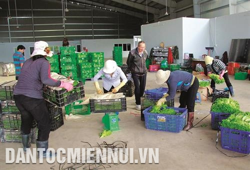 樱花合作社对送给国内外客户前进行质量检查和包装。记者 周国雄 摄 樱花合作社对送给国内外客户前进行质量检查和包装。记者 周国雄 摄