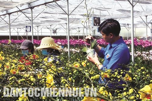 将生产与产品分销相结合已帮助大叻市花农在花卉产量和销售市场方面更加主动。记者 周国雄 摄 将生产与产品分销相结合已帮助大叻市花农在花卉产量和销售市场方面更加主动。记者 周国雄 摄