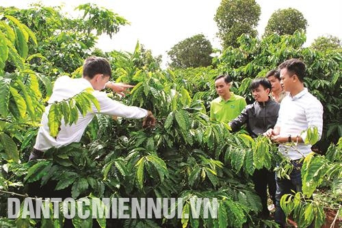 得乐省九·二咖啡公司技术人员引导咖啡农咖啡栽培技术。记者 范强 摄 得乐省九·二咖啡公司技术人员引导咖啡农咖啡栽培技术。记者 范强 摄