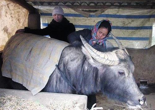 资料图：农民积极做好家畜的防寒防冻保暖工作。（图片来源于互联网）