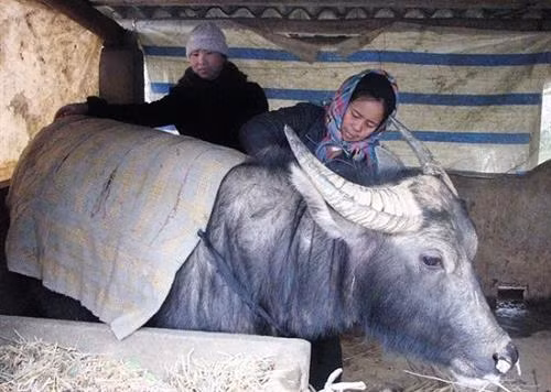 资料图：农民积极做好家畜的防寒防冻保暖工作。（图片来源于互联网）