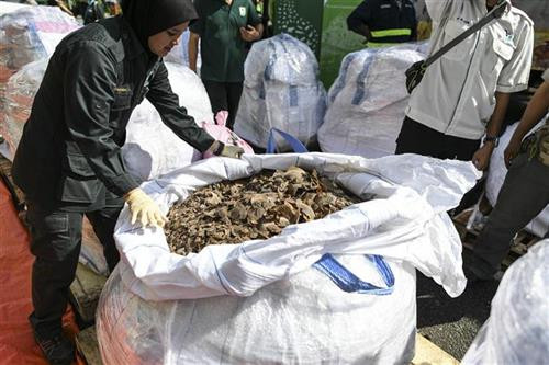 马来西亚缴获30吨穿山甲和穿山甲鳞片。图自AFP/TTXVN 马来西亚缴获30吨穿山甲和穿山甲鳞片。图自AFP/TTXVN