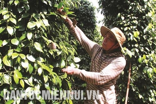 胡椒已成为给格昆县少数民族同胞带来稳定收入的经济作物。记者 范强 摄
