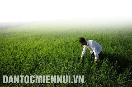 林色一直认为需提高劳动和生产水平。记者 安孝 摄 辛勤事的老农林色还养殖17头奶牛。记者 安孝 摄 林色老农看望其家庭高产水稻田。记者 安孝 摄