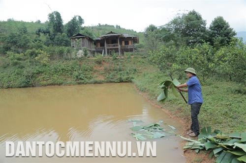 因敢想敢挡，截至目前炉文葐的种植水稻面积达2000平米，养鱼面积2前平米，5公顷的农场和造林面积2公顷。记者 南霜 摄