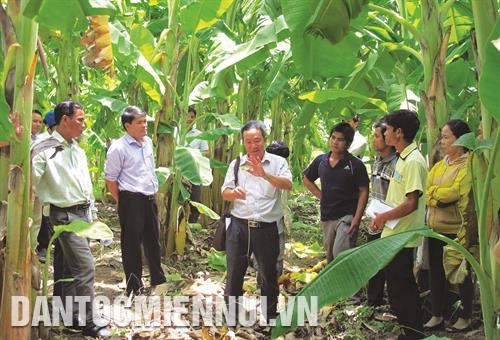 参观宁顺省宁山县林山乡芭蕉种植模式。