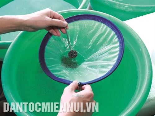 虾苗筛选环节。记者 黄河 摄