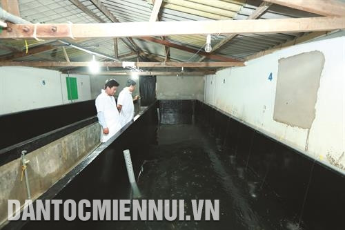 目前宁顺省虾苗生产单位共500个，每年向市场提供250至300亿尾虾苗。记者 黄河 摄