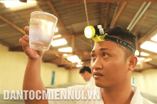 检查虾苗质量。记者 黄河 摄