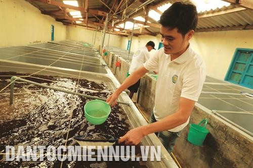 基于 水源清洁，咸度稳定，宁顺省虾苗存活率较高，较少患病。记者 黄河 摄