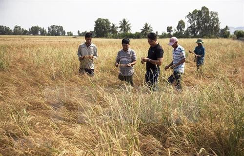 附图:越南中部地区从3月至5月或将遭遇干旱和海水入侵。图自越通社 附图:越南中部地区从3月至5月或将遭遇干旱和海水入侵。图自越通社