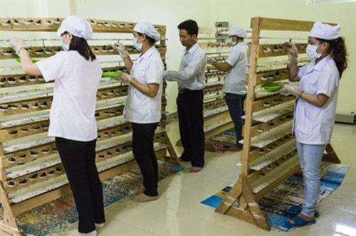 越南燕窝养殖业。图自https://www.thiennhien.net