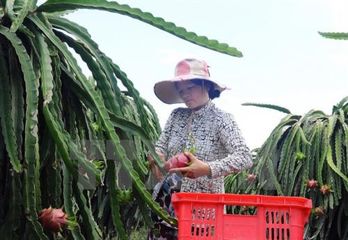 资料图：越南向澳大利亚市场出口火龙果。（图片来源：越通社）