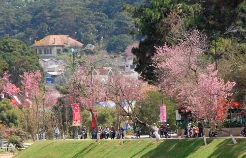 大叻市梅樱桃花吸引众多游客前来观看。（图片来源于网络）