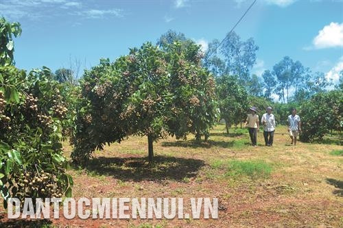 居民前来参观顺幸乡顺义村村民阮廷纳家庭的兴安龙眼种植模式。记者 青平 摄 居民前来参观顺幸乡顺义村村民阮廷纳家庭的兴安龙眼种植模式。记者 青平 摄