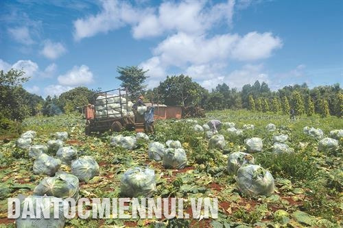 顺幸乡跨村公路的炉面全被硬化。记者 青平 摄 顺忠乡包心菜收获季节。记者 清平 摄 顺利村农民栽培咖啡树。记者 清平 摄 顺幸乡跨村公路的炉面全被硬化。记者 青平 摄 顺忠乡包心菜收获季节。记者 清平 摄 顺利村农民栽培咖啡树。记者 清平 摄