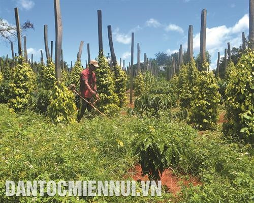 顺幸乡跨村公路的炉面全被硬化。记者 青平 摄 顺忠乡包心菜收获季节。记者 清平 摄 顺利村农民栽培咖啡树。记者 清平 摄 顺幸乡跨村公路的炉面全被硬化。记者 青平 摄 顺忠乡包心菜收获季节。记者 清平 摄 顺利村农民栽培咖啡树。记者 清平 摄