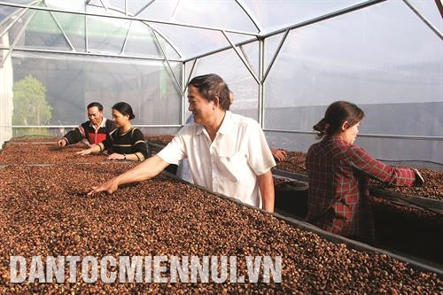 发展特产咖啡产品,提高科菲价值的新走向。记者 范强 摄 发展特产咖啡产品,提高科菲价值的新走向。记者 范强 摄