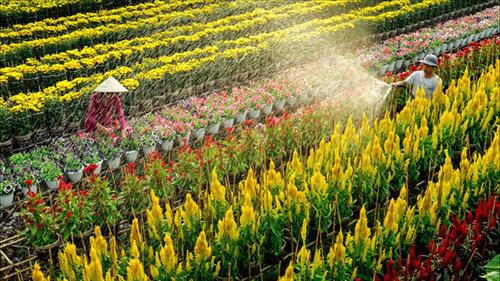 沙沥花村之美。图自因特网 沙沥花村之美。图自因特网