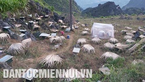 目前苗旺县蜂群数量约1.7万个。记者 阮 战 摄 目前苗旺县蜂群数量约1.7万个。记者 阮 战 摄