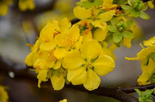 安子黄梅花。（图片来源：越通社）