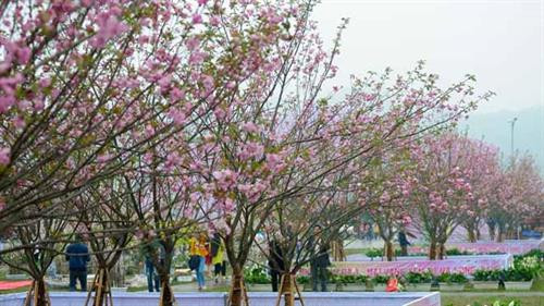 2018年安子黄梅花—樱桃花节将从3月24日至28日举行。(图片来源:越通社) 2018年安子黄梅花—樱桃花节将从3月24日至28日举行。(图片来源:越通社)