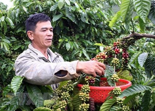 邦美蜀咖啡仁获得国家地理标志保护。图自越通社