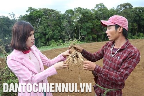 公伯龙县农业干部向同胞分享药材种植经验。记者 黄河 摄