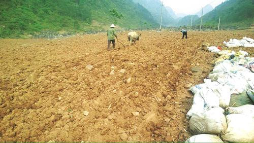 陆区高原土壤条件十分适宜种植白黄皮姜 对白黄皮姜进行分类