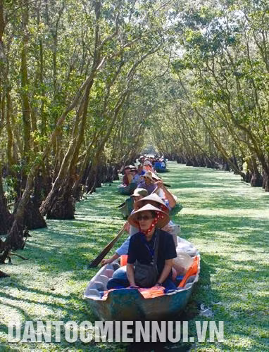 每年茶师白千层林吸引游客数千人次。 记者 青创 摄