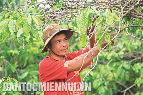 收获后咖啡栽培技术。记者范强 摄 收获后咖啡栽培技术。记者范强 摄