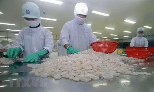 越南虾类加工。 图自越通社