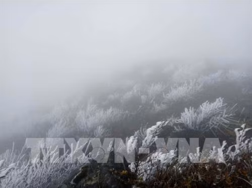 老街省沙巴县温度下降到1.3摄氏度。（图片来源：越通社）