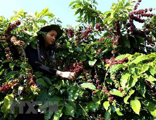 2018年越南咖啡出口量可达170万吨 创汇35亿美元。图自越通社