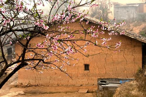 河江省桃花。图自互联网 河江省桃花。图自互联网