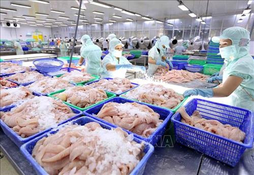 越南查鱼出口呈良好增长态势。图自越通社 越南查鱼出口呈良好增长态势。图自越通社
