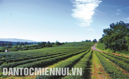 嘉义省以绿油油的茶园而闻名遐迩。