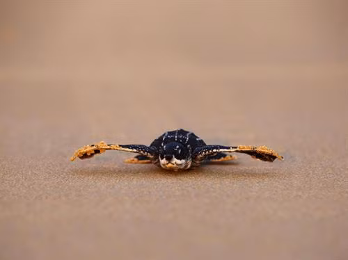 附图。图自互联网