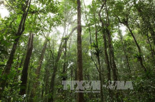 附图：截至目前越南森林环境服务费收入超1万亿越盾。（图片来源：越通社）