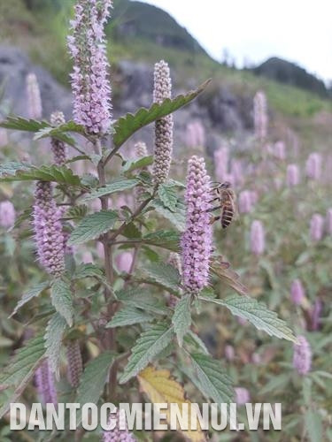 薄荷蜂蜜收获期通常持续4个月,从农历九月到十二月。记者 阮 战 摄 薄荷蜂蜜收获期通常持续4个月,从农历九月到十二月。记者 阮 战 摄