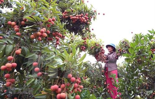 附图：农民收获荔枝。图自越通社