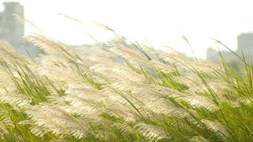 岘港市山茶山脚下梦幻绝美的芦苇花海。图自互联网 岘港市山茶山脚下梦幻绝美的芦苇花海。图自互联网