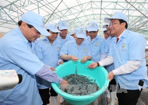 阮富仲总书记参观越澳集团的虾类超深耕养殖智能温室大棚模型(图片来源:越通社) 阮富仲总书记参观越澳集团的虾类超深耕养殖智能温室大棚模型(图片来源:越通社)