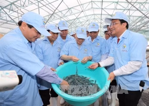 阮富仲总书记参观越澳集团的虾类超深耕养殖智能温室大棚模型（图片来源：越通社）