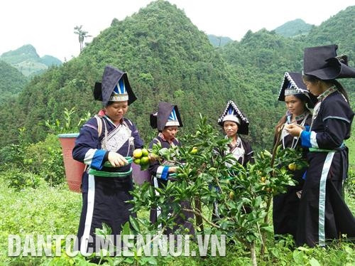 孟康镇甲众寨、乙众寨、洒湖等村寨数百户葩邑族、扶罗族、侬族农户将常年缺水的田地转为橘子种植面积,大大提高了其生活水平。记者 黄河 摄 孟康镇甲众寨、乙众寨、洒湖等村寨数百户葩邑族、扶罗族、侬族农户将常年缺水的田地转为橘子种植面积,大大提高了其生活水平。记者 黄河 摄