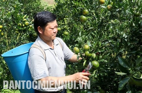 符合地区气候和土壤特征,孟康橘表面光滑,果实硕大,果面鲜红,香气浓郁、浓甜化渣,口感良好。记者 国庆 摄 符合地区气候和土壤特征,孟康橘表面光滑,果实硕大,果面鲜红,香气浓郁、浓甜化渣,口感良好。记者 国庆 摄